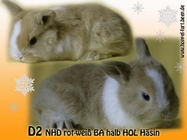 Niedliche Zwergwidder Kaninchen-Babys - Hasen Kaninchen - Frankfurt am Main