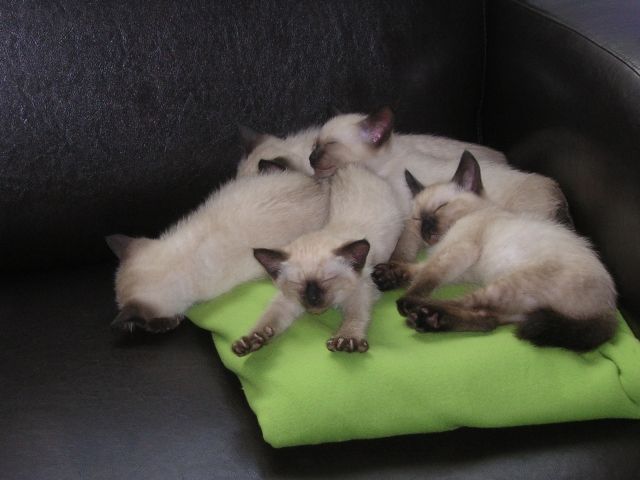 Drei wunderhübsche Siammädchen zu Verkaufen - Katzen - Hamm