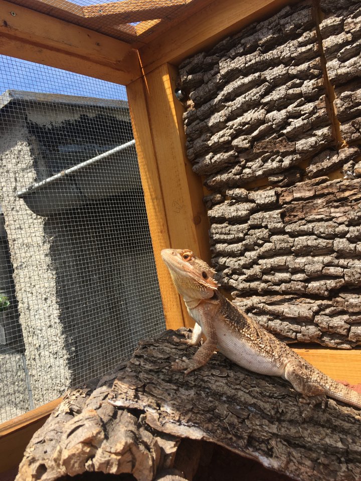 Zwergbartagame männlich - Reptilien - Dornburg-Camburg