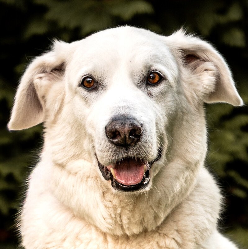 BRIX - männlich 8 Jahre 62 cm 34 kg Golden Retriever-Mix Gechipt Kastriert - Hunde - Lauf an der Pegnitz