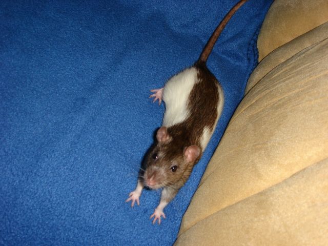 Dringend liebesvolles Zuhause gesucht!!! - Ratten - Heroldsberg
