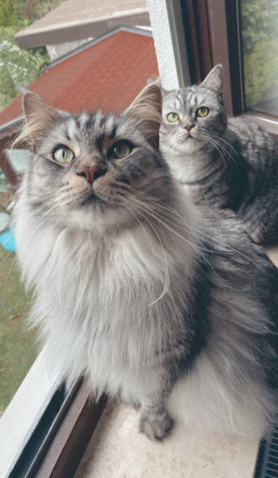 ??DRINGEND NEUES ZUHAUSE GESUCHT?? - Katzen - Mössingen
