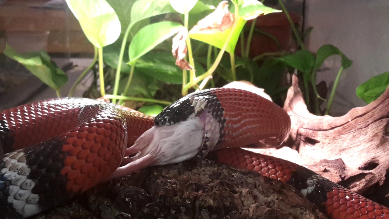 Königsnatter abzugeben - Reptilien - Eckersdorf
