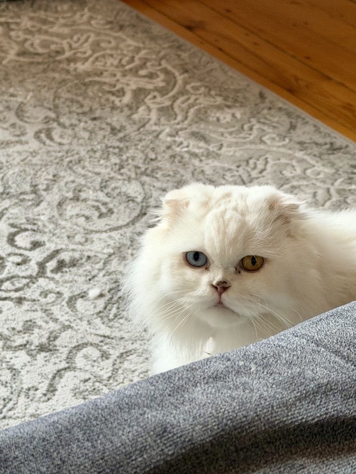 ? Wunderschöne Kuschelkatze mit zwei verschiedenfarbigen Augen sucht liebevolles - Katzen - Bad Hersfeld