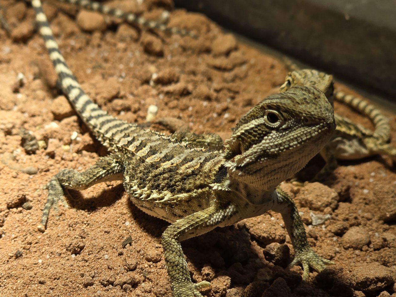 Zwergbartagame (kleiner minidino mit Charmefaktor 1000) - Reptilien - Chemnitz