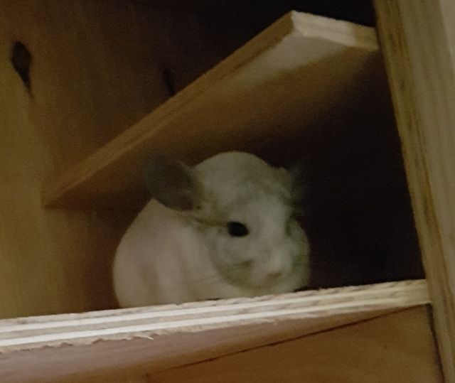 Zwei Chinchilla weibchen sucht ein liebevolles neues Zuhause:) - Sonst Nagetiere - Burscheid