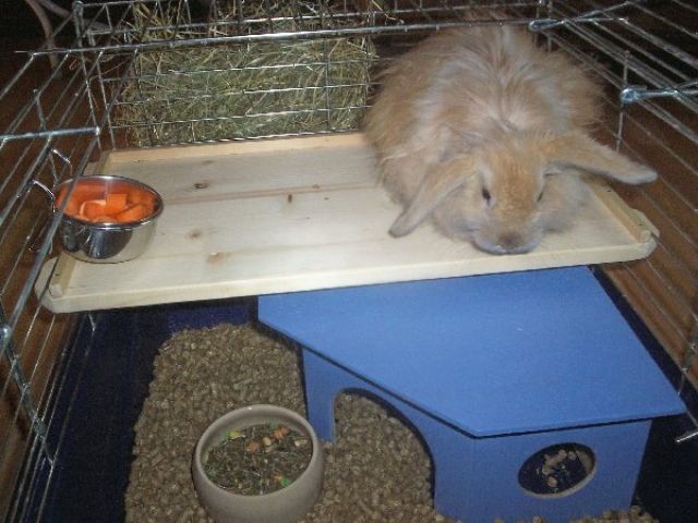 Sitzbretter, Massiv, Handarbeit - Zubehoer für Haustiere - 