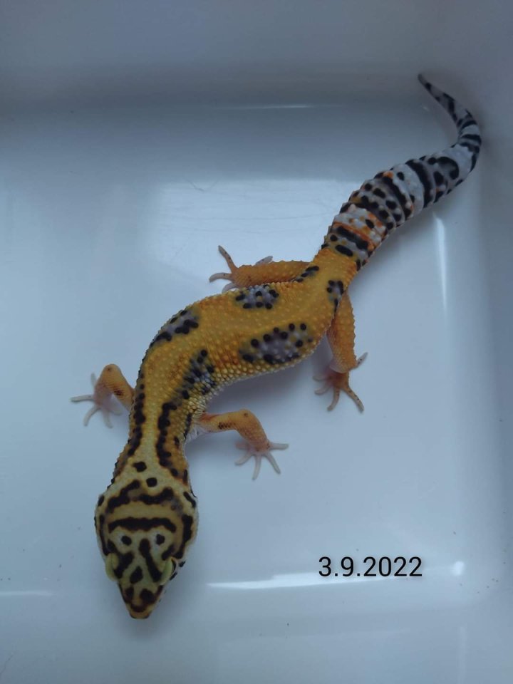 Leopardgecko Männchen, Blood x Bold Bandit - Reptilien - Weeze