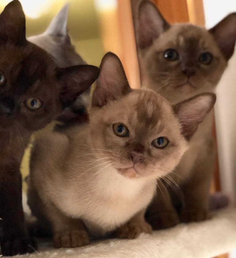 Burma Kitten REINRASSIG - Katzen - Meerzig