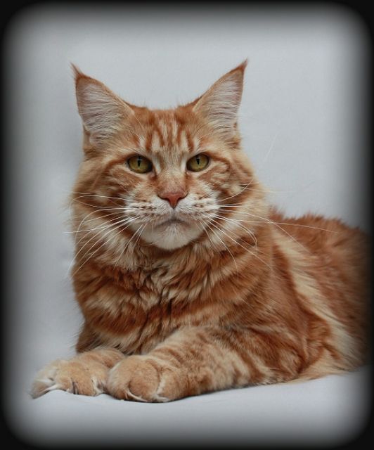 red ticked tabby maine coon red ticked tabby maine coon