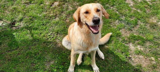 Linda...anhänglich, bewegungsfreudig, braucht viel Aufmerksamkeit - Hunde - Hünfelden