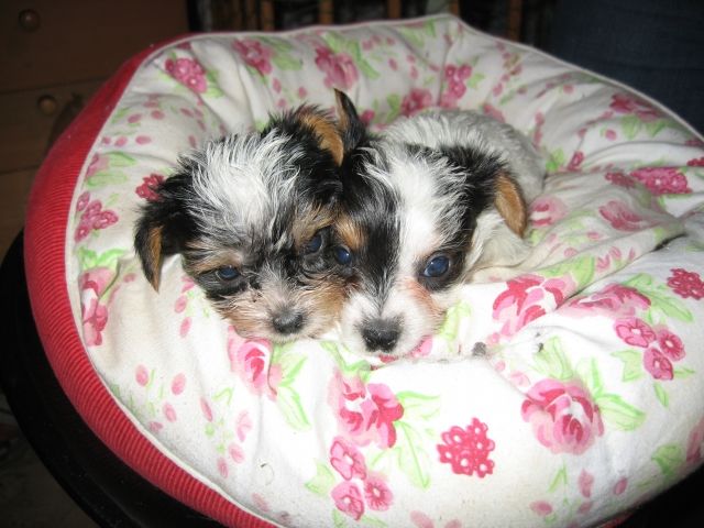 Biewer Yorkshire Welpen mit Ahnentafel! - Hunde - Neckarwestheim