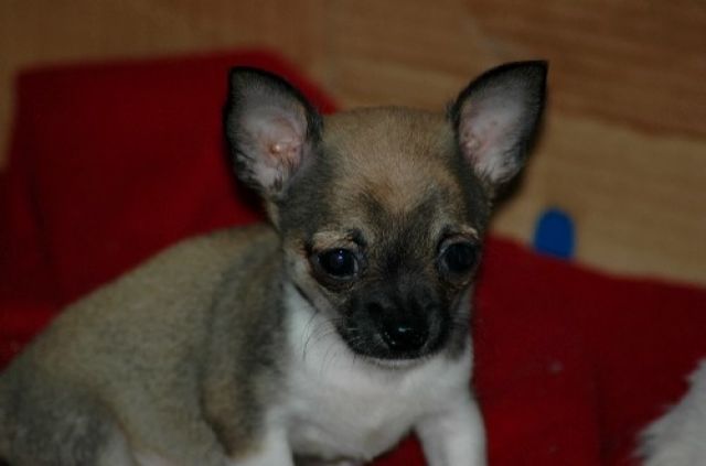 Chihuahua-Rüden - Hunde - Niederburg