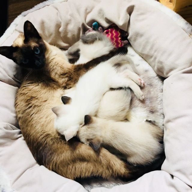 Siam Seal Point Heilige Birma Blue Point Kitten