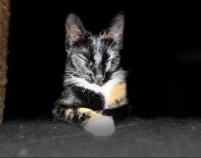 Ruhige, zurückhaltende Katze abzugeben ? Liebevolles Zuhause gesucht - Katzen - Bremerhaven