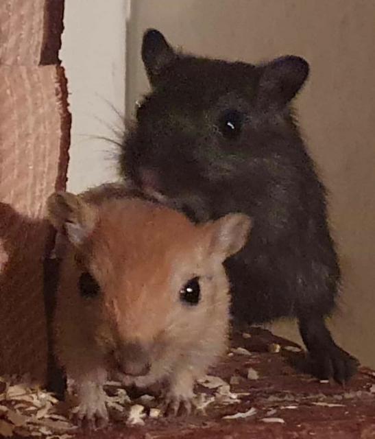 Junge Gerbils/Wüstenrennmäuse noch 4 Stück - Maeuse - Berlin