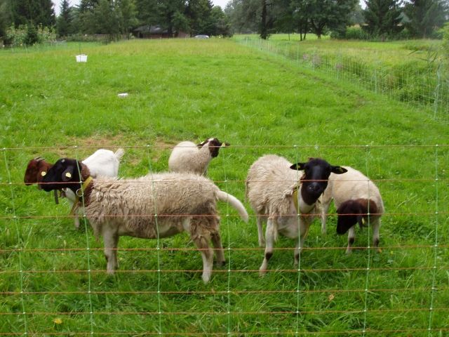 Verkaufe Vollblut Dorper Schafe - Sonstige Nutztiere - Lustenau