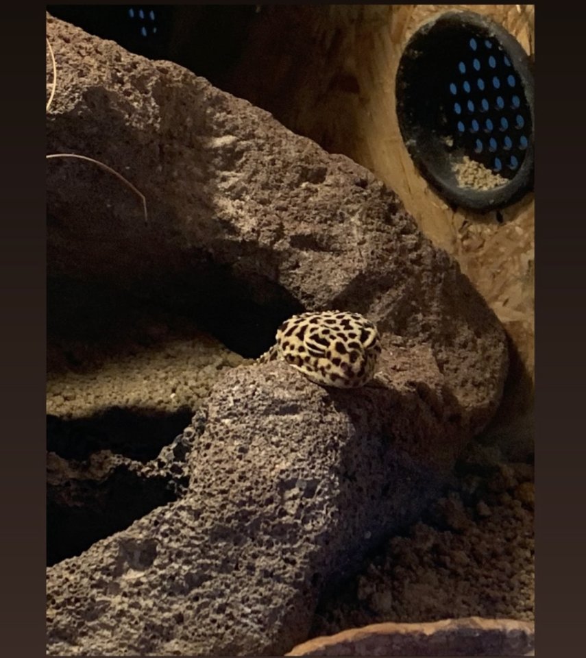 Zwei Leopardgeckodamen zu verkaufen - Reptilien - Bayreuth