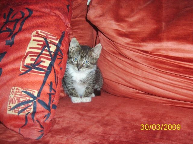 Dringend Dringend Dringend Dringend!!!!! - Katzen - Bassum