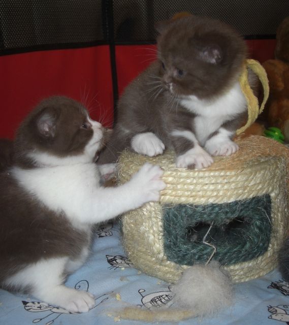 Zwei kugelrunde Britenbärchen suchen noch ein neues zu Hause - Katzen - Welzheim
