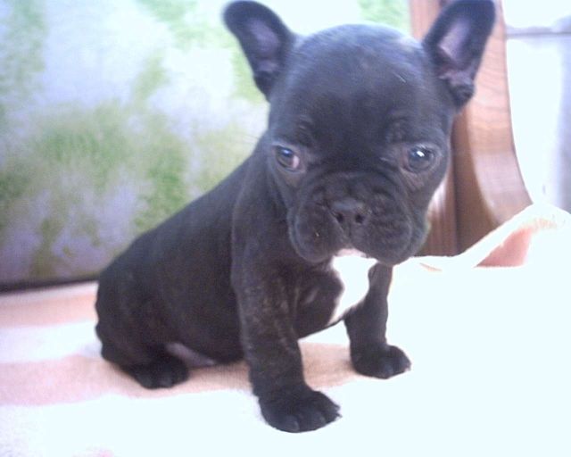 FRANZÖSISCH BULLDOG WELPEN, VERSCHIEDENE FARBEN - Hunde - berlin