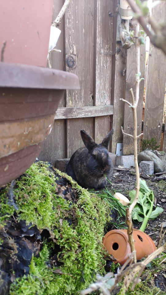 Liebes Kaninchenmädl sucht tolles neues Zuhause!!! - Nagetiere - Rimsting