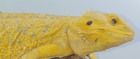 Suche intensiv gelbe Farb-Bartagamen z:B. Citrus,Citrus Hypo Leatherback, etc. - Reptilien - Gunzenhausen