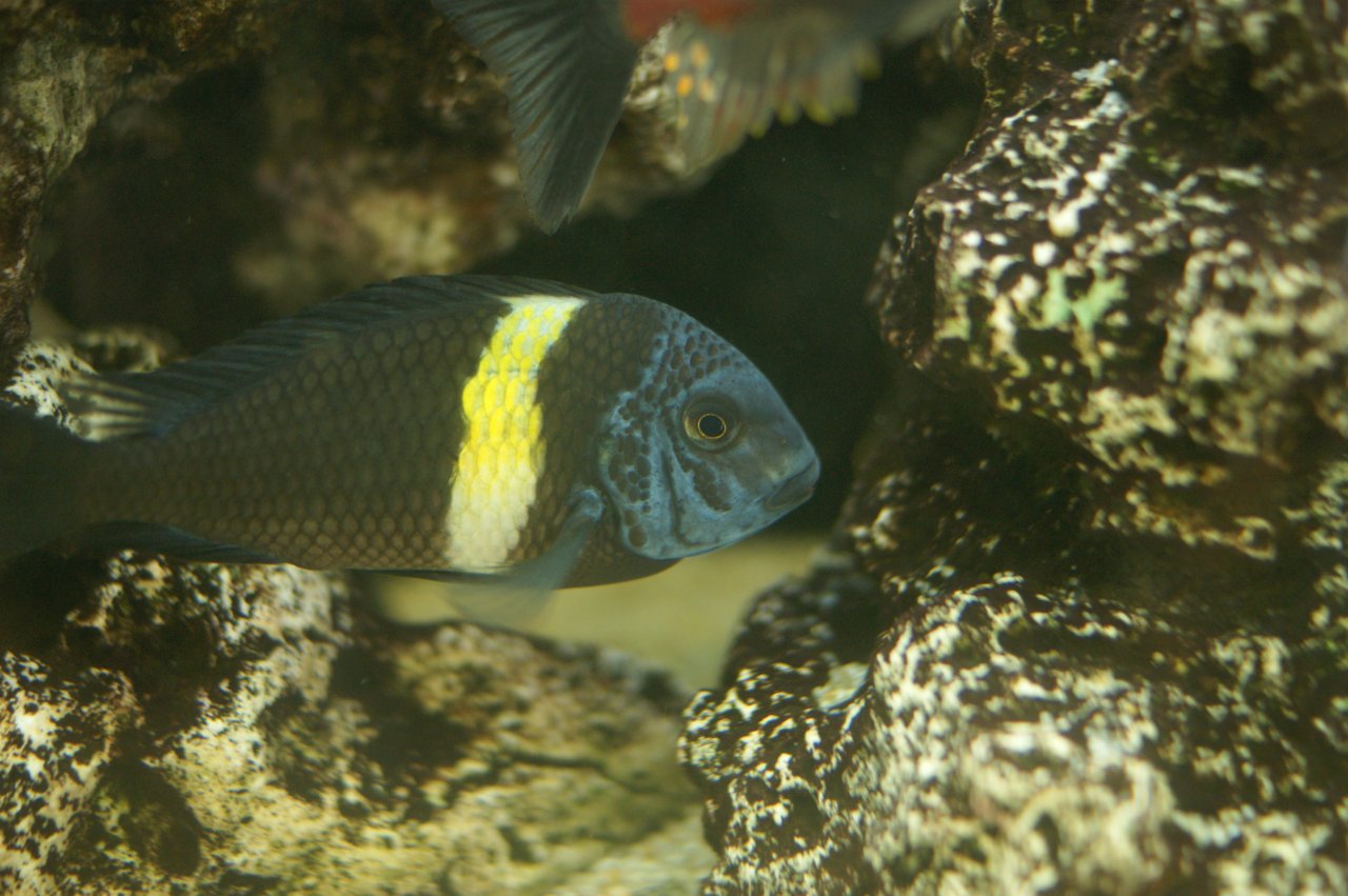 Tropheus Duboisi Maswa 5-7cm Gruppe - Fische - Zittau OT Wittgendorf