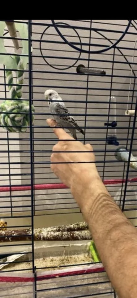 Handzahmer Wellensittich mit Käfig und Zubehör abzugeben - Voegel - Pulheim 