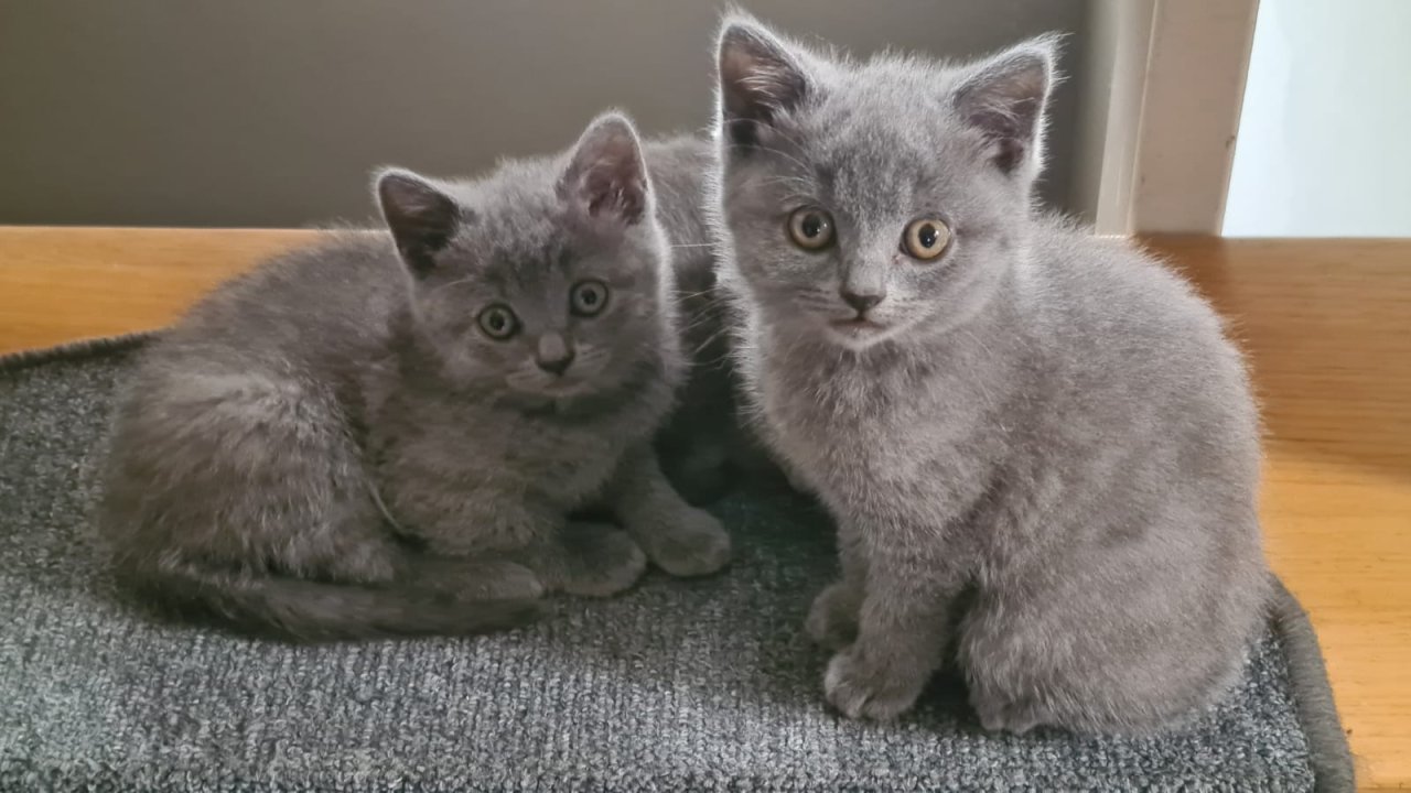 BKH reinrassige weibliche Kitten - Katzen - Hamm