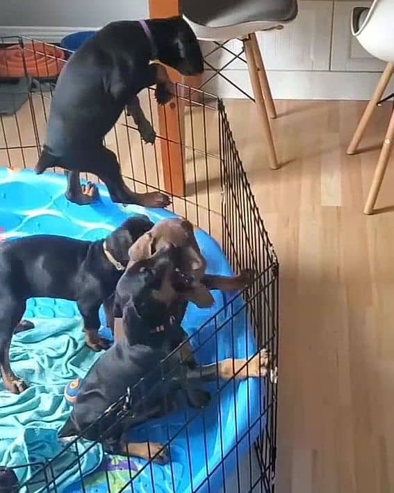 Dobermann Welpen - suchen ein neues Heim - Hunde - Hildesheim