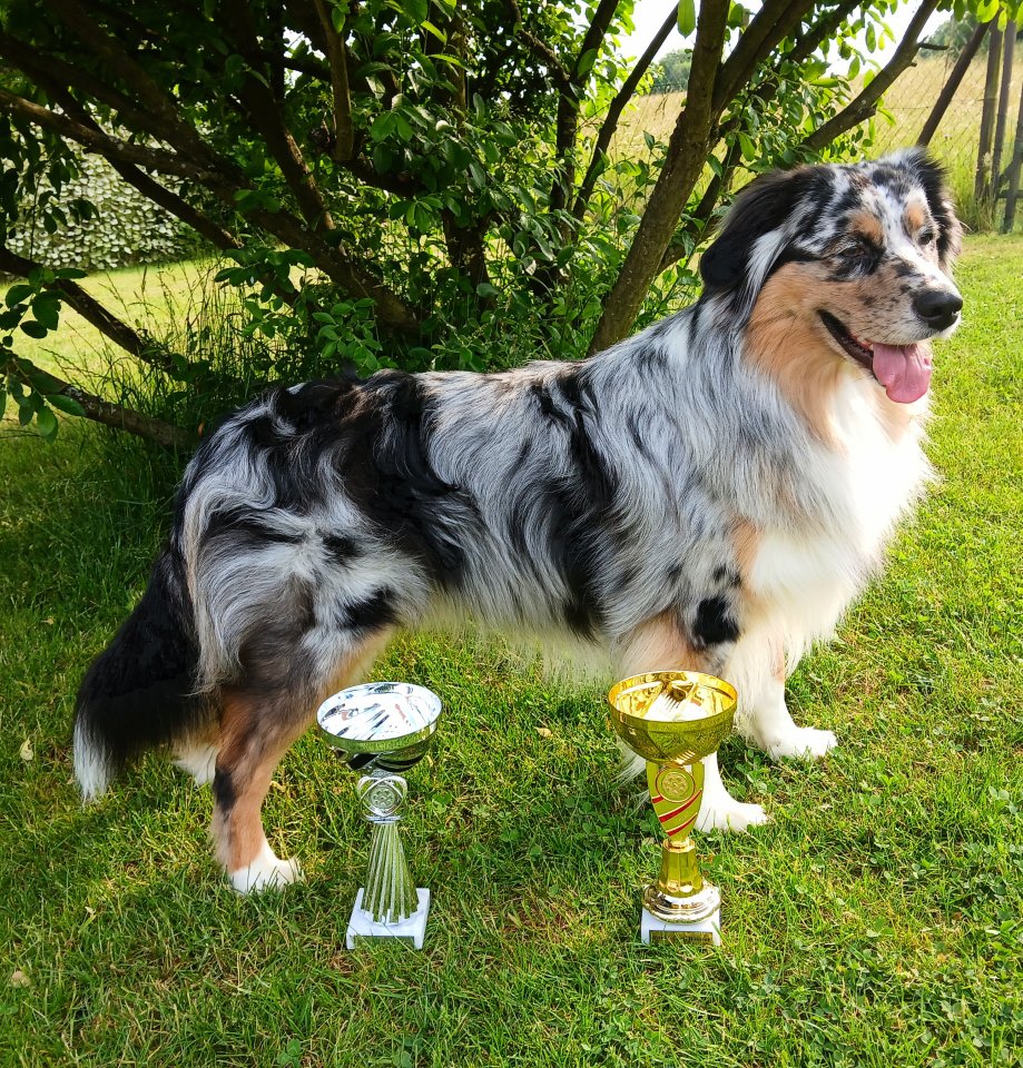 Australian Shepherd Deckrüde - Hunde - Rutsweiler