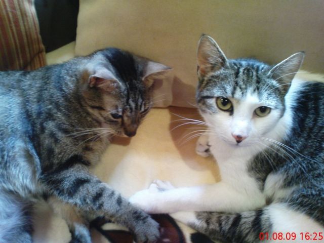 Liebevolle verschmuste Katzen - Katzen - Menden