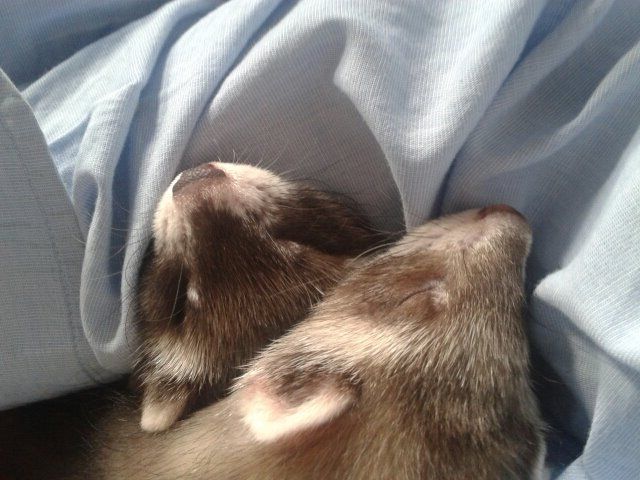 Frettchen abzugeben - Frettchen - 25336 Elmshorn