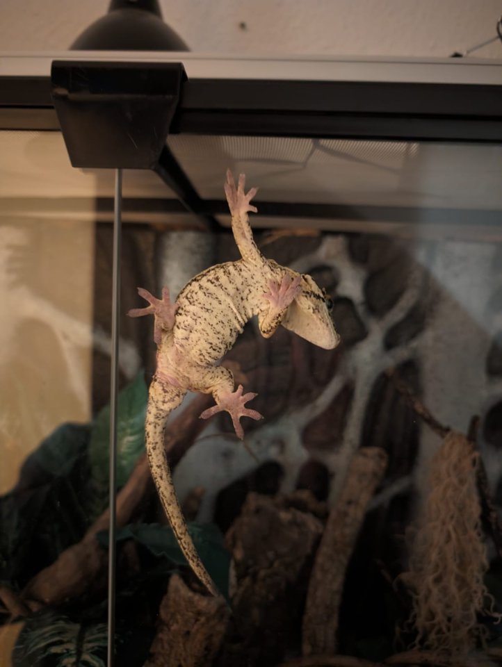 Gargoylegecko 1.0 Adult - Reptilien - Mülheim an der Ruhr