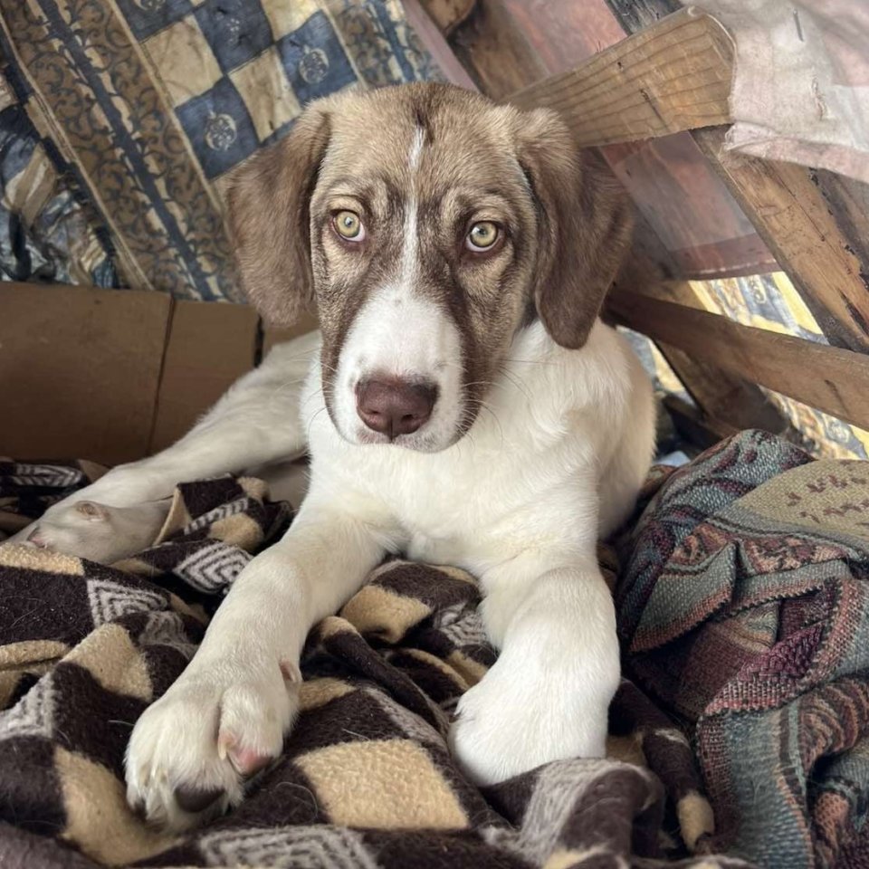Hazel / Status: sucht ein zu Hause - Hunde - Krefeld