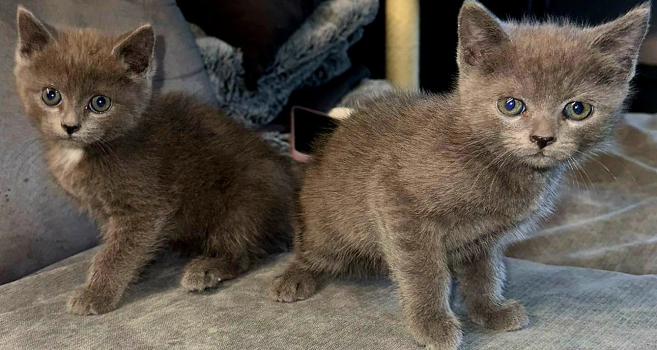 Bkh kitten  abgabe  bereit - Katzen - Brühl