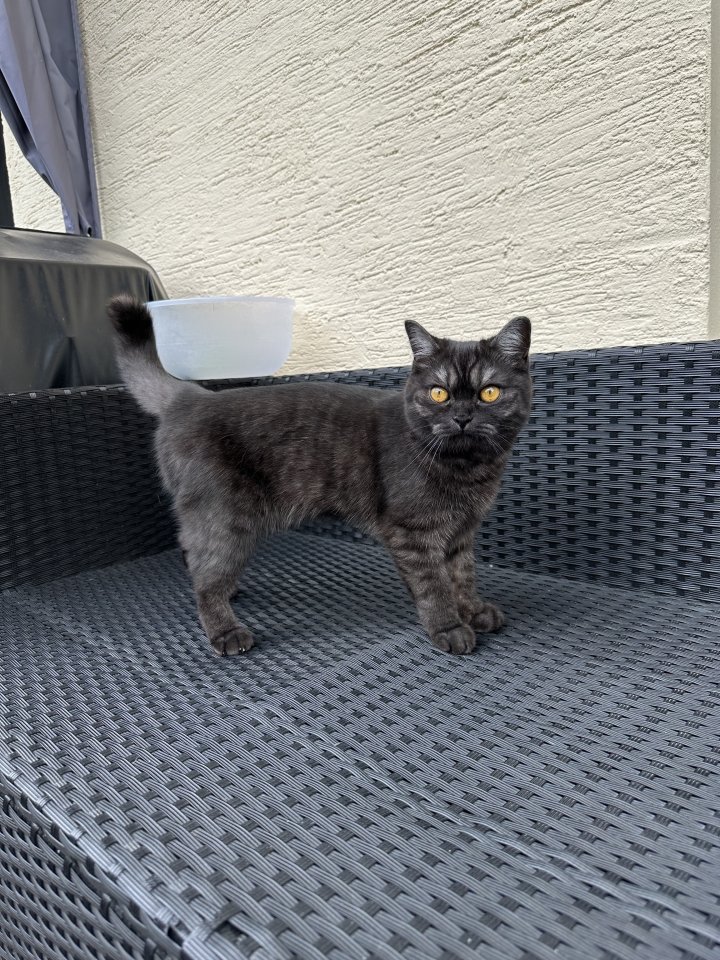 BKH Mädchen Black Smoke - Katzen - Leimen