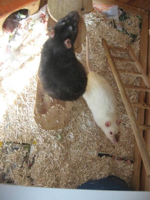 2 kleine Ratten mit Zubehör abzugeben - Ratten - Bremen