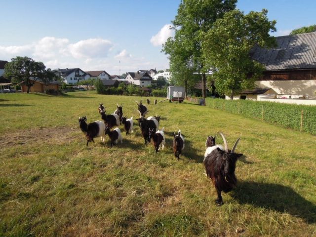 Waliser Schwarzhalsziegen zu verkaufen - Sonstige Nutztiere - Steinwiesen
