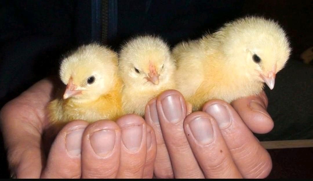Küken vom Schweizerhuhn - Schlupf 22.07.2023 - Nutztiere - Petershagen