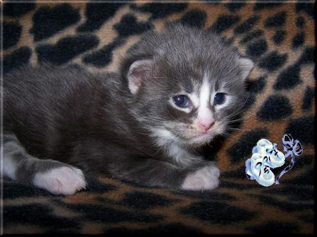 Maine Coon Babys!!! - Katzen - 