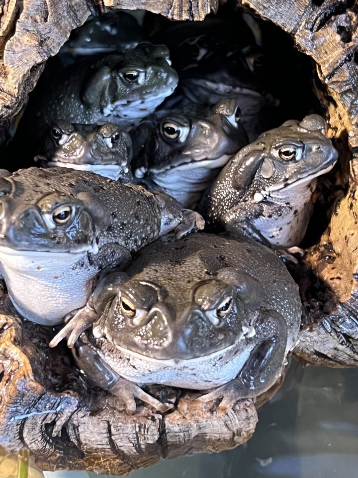 Colorado Kröte / Sonoran Desert Toad / Bufo Alvarius, 150 € pro Tier - Amphibien - Berkatal