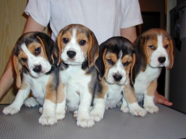 Hunde Kleinanzeigen Hunde Annoncen Hunde Inserate Hunde