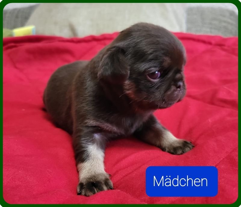 Altdeutsche Mops Welpen - Hunde - 01847 Lohmen (Sachsen)