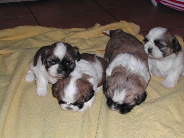 Shih-Tzu Welpen - Hunde - Badem