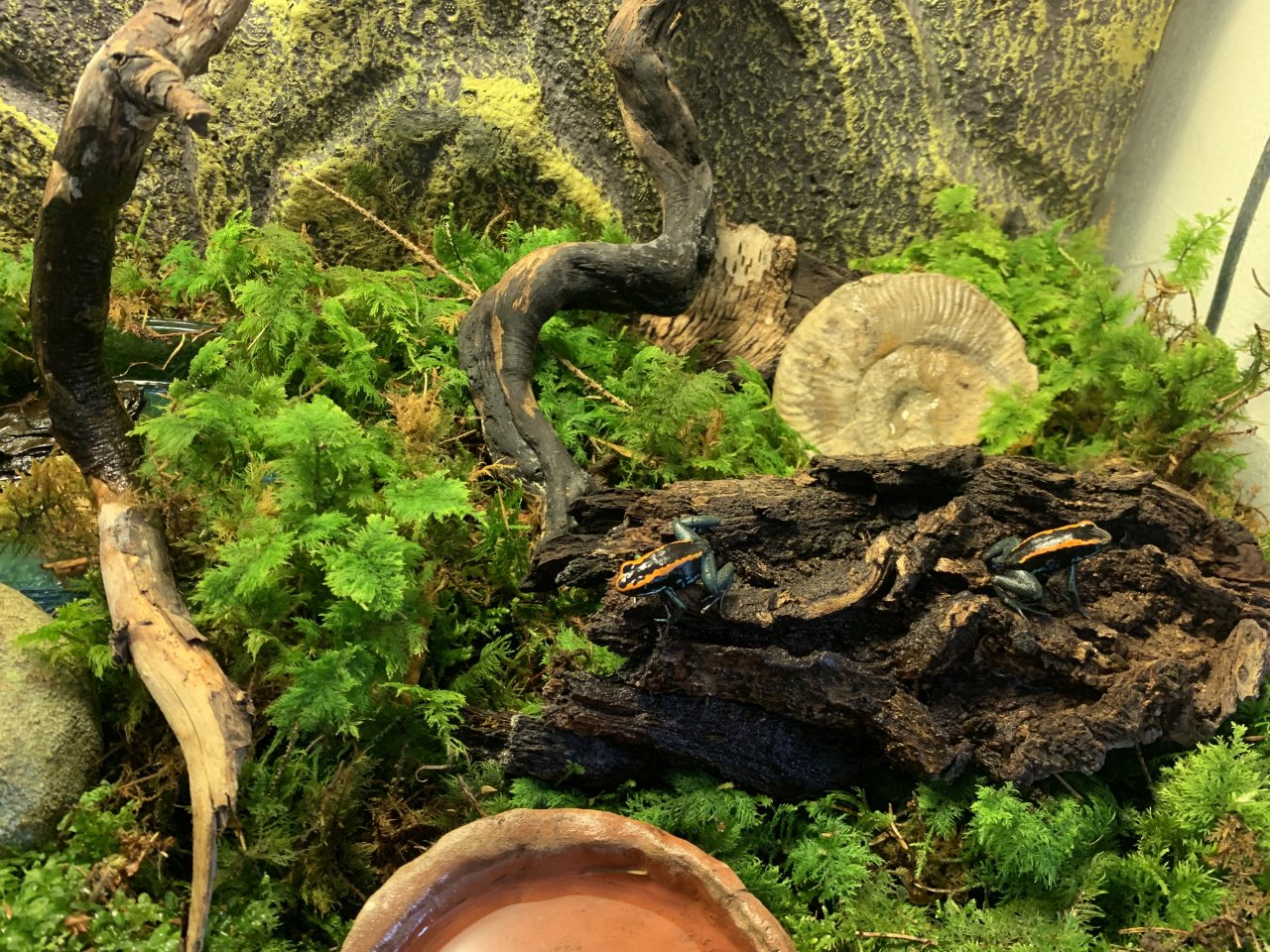 Phyllobates vittatus – Pfeilgiftfrösche - Amphibien - Baden-Württemberg - Iggingen