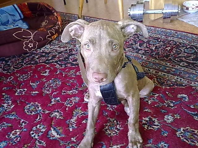 Pitbull aus Zeit gründen abzugeben….