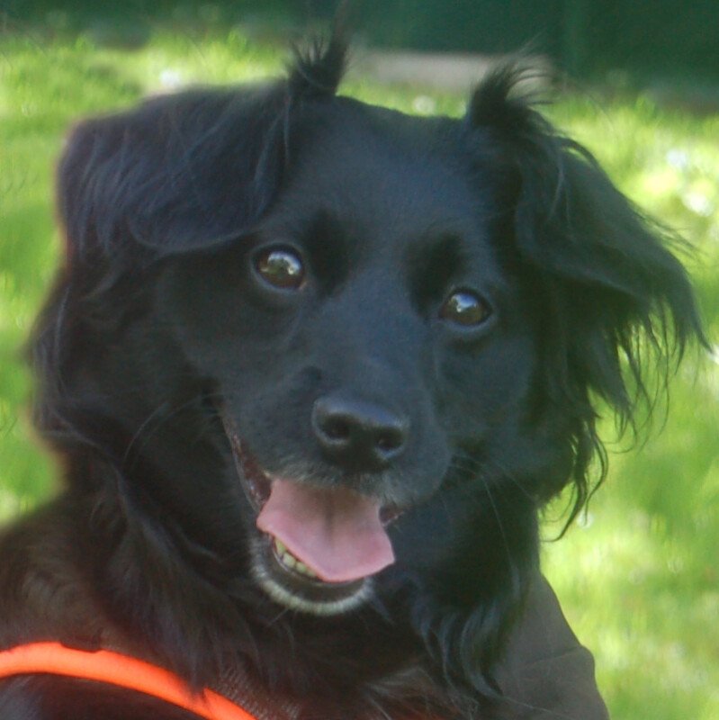 MISS PUMA - weiblich 3 Jahre 40 cm 12 kg Spaniel-Mix Gechipt - Hunde - Lauf an der Pegnitz