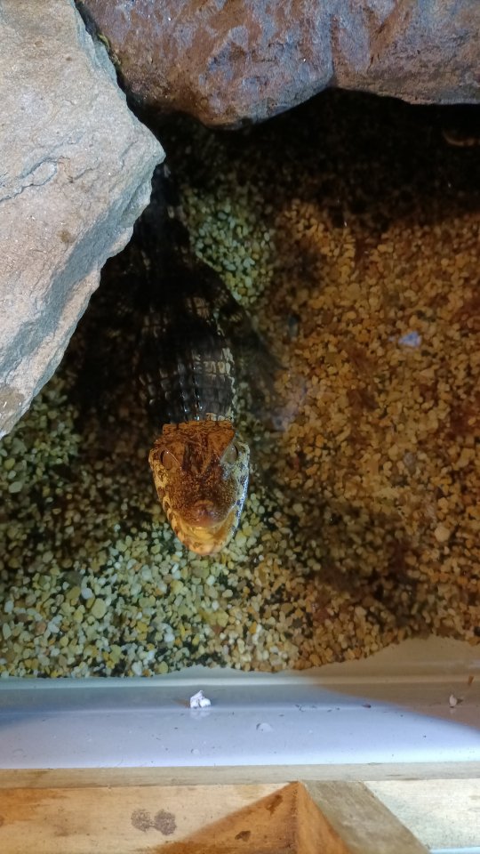 0.1 Paleosuchus palpebrosus - Reptilien - Unna